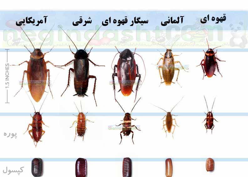 سوسک حمام و راههای از بین بردن آن